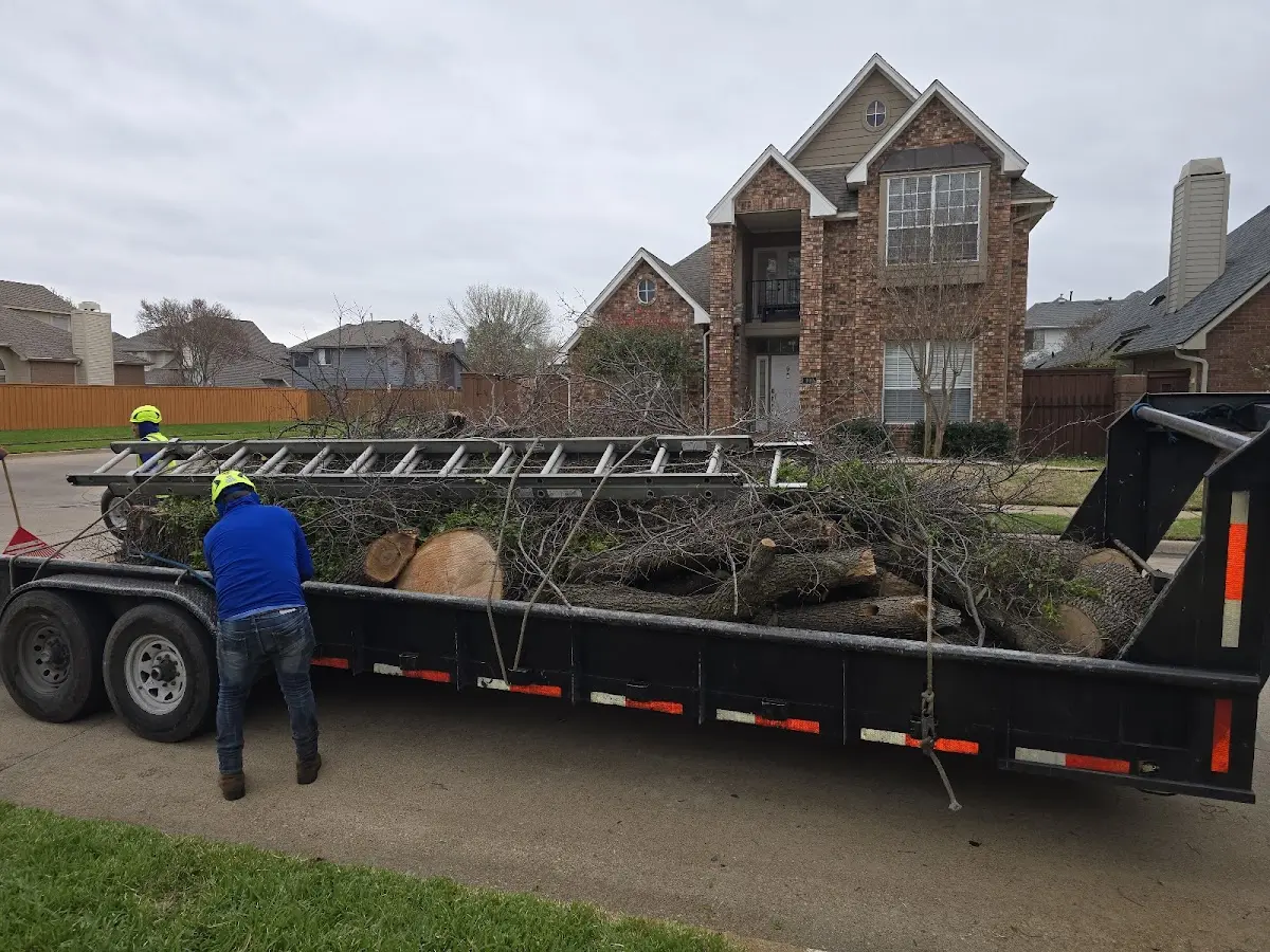 Expert Tree Pest Control with proper safety equipment in Bear Creek